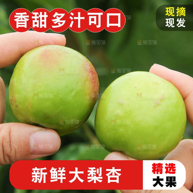 手里拿着大梨杏