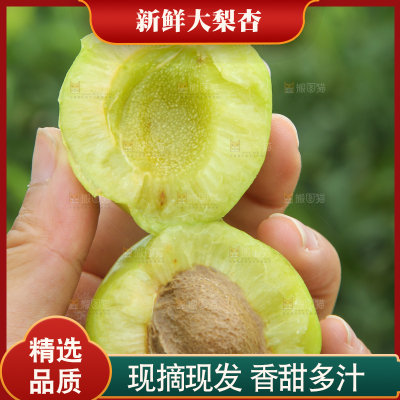 手里拿着大梨杏