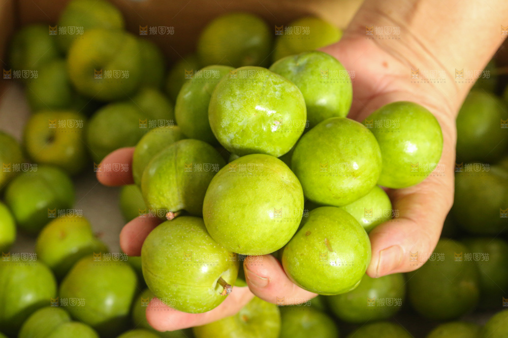 木底上的脱骨李