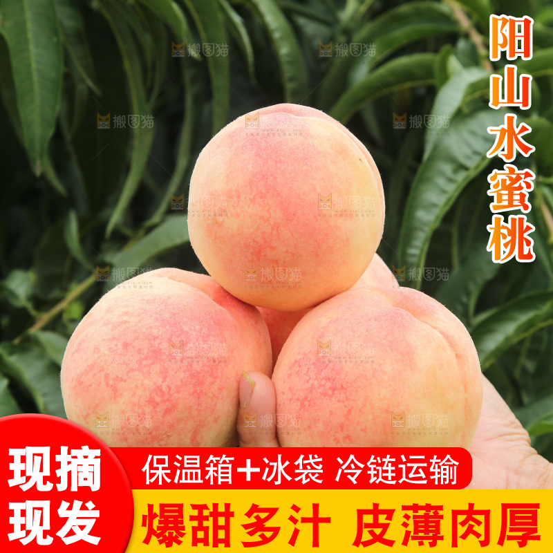 阳山水蜜桃主图