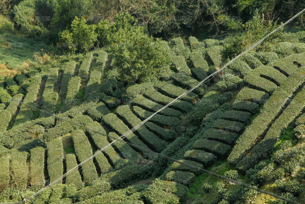 大片茶园