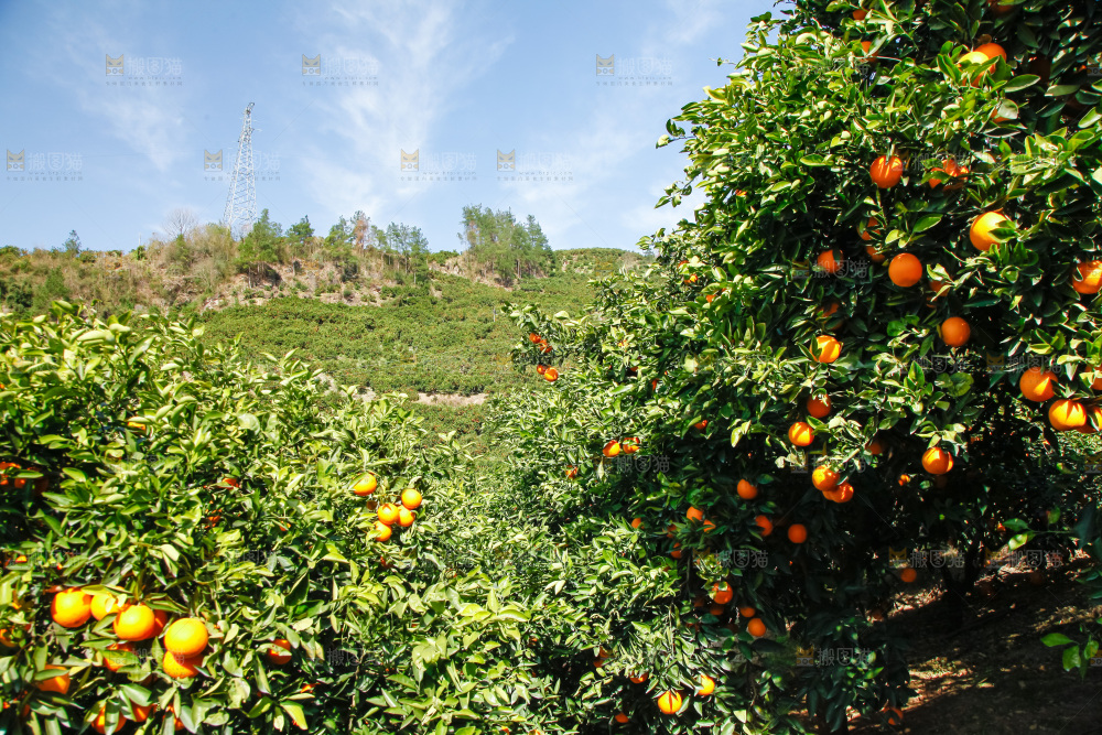 橙子产地