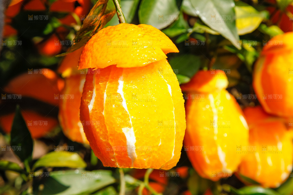 脐橙产地