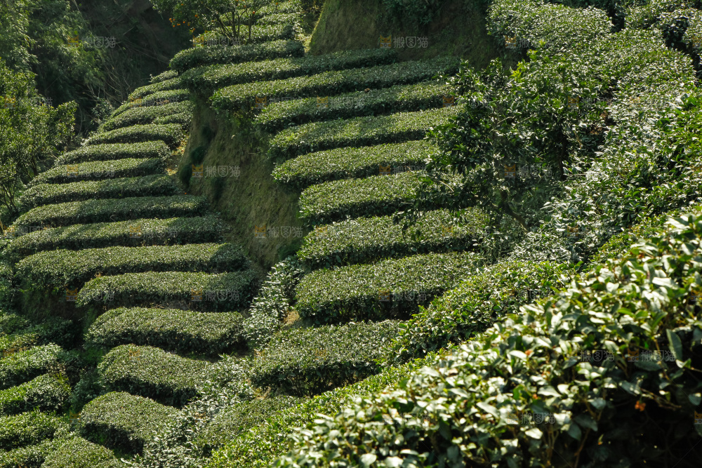 大片茶园