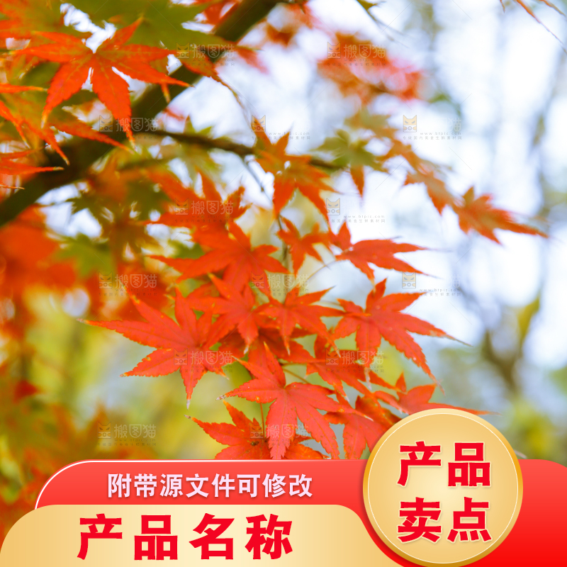 树上的枫叶