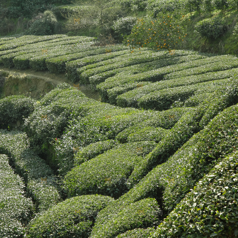 大片茶园