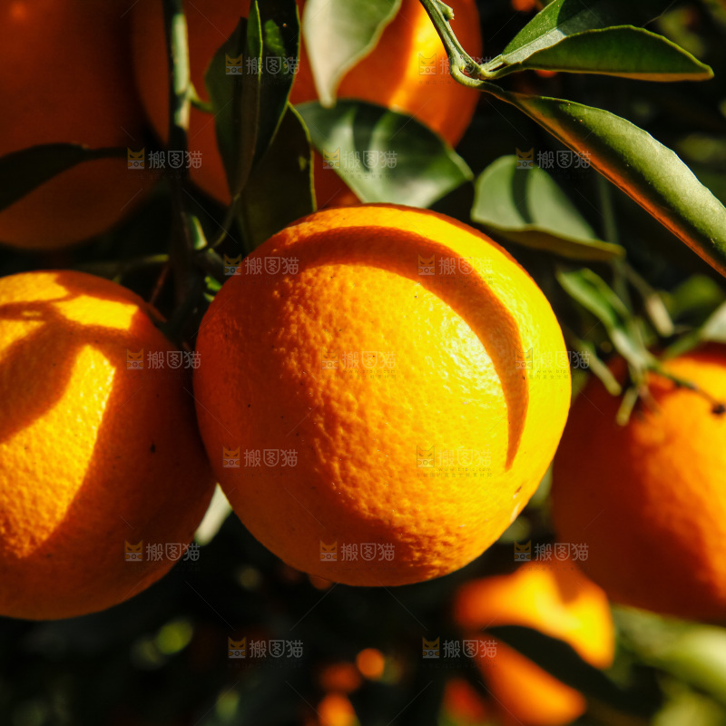橙子产地