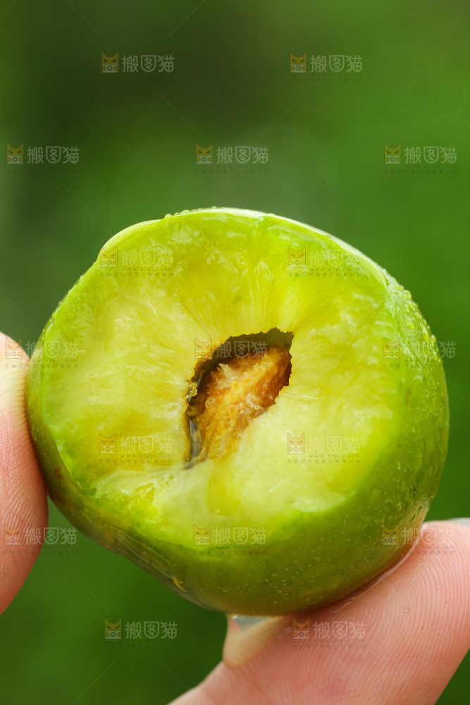 手里拿着脱骨李