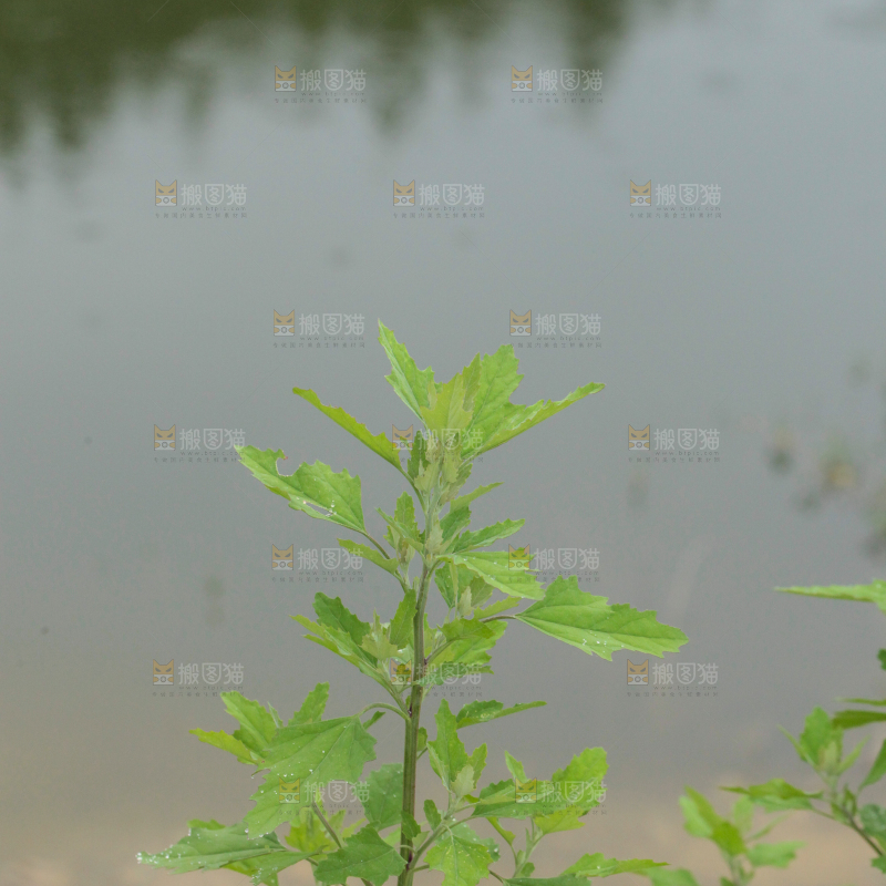 户外风景河水