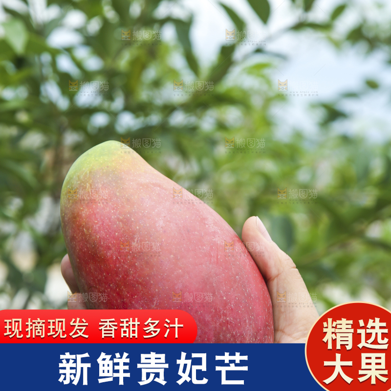 手里拿着贵妃芒