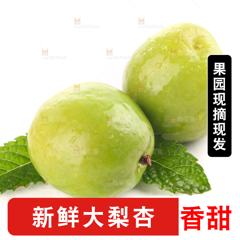 白底上的大梨杏