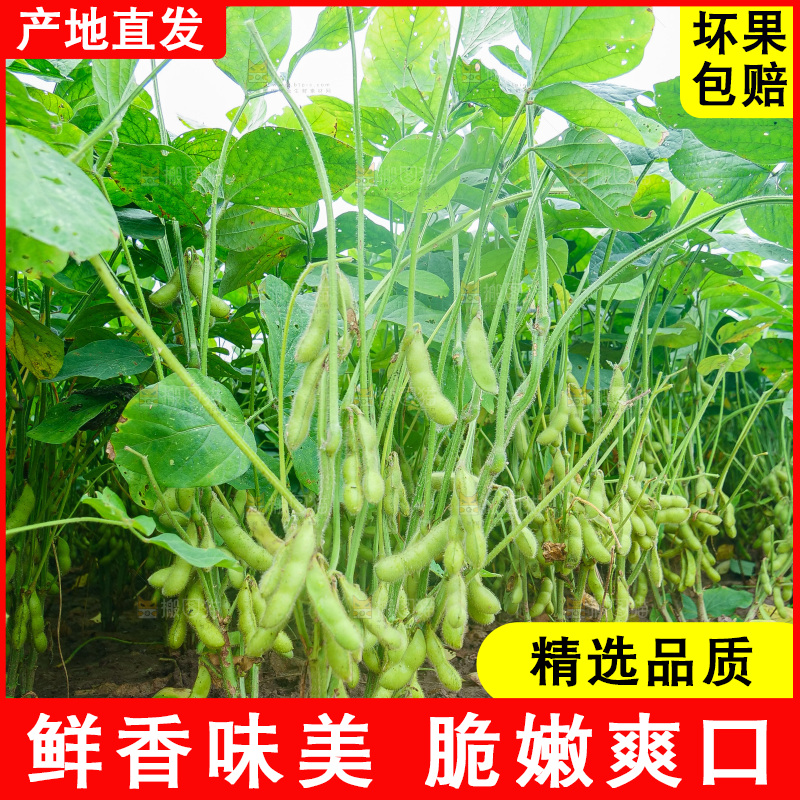大片毛豆产地