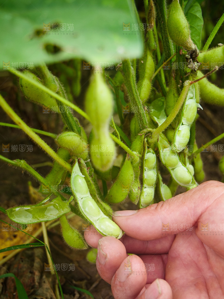 大片毛豆产地