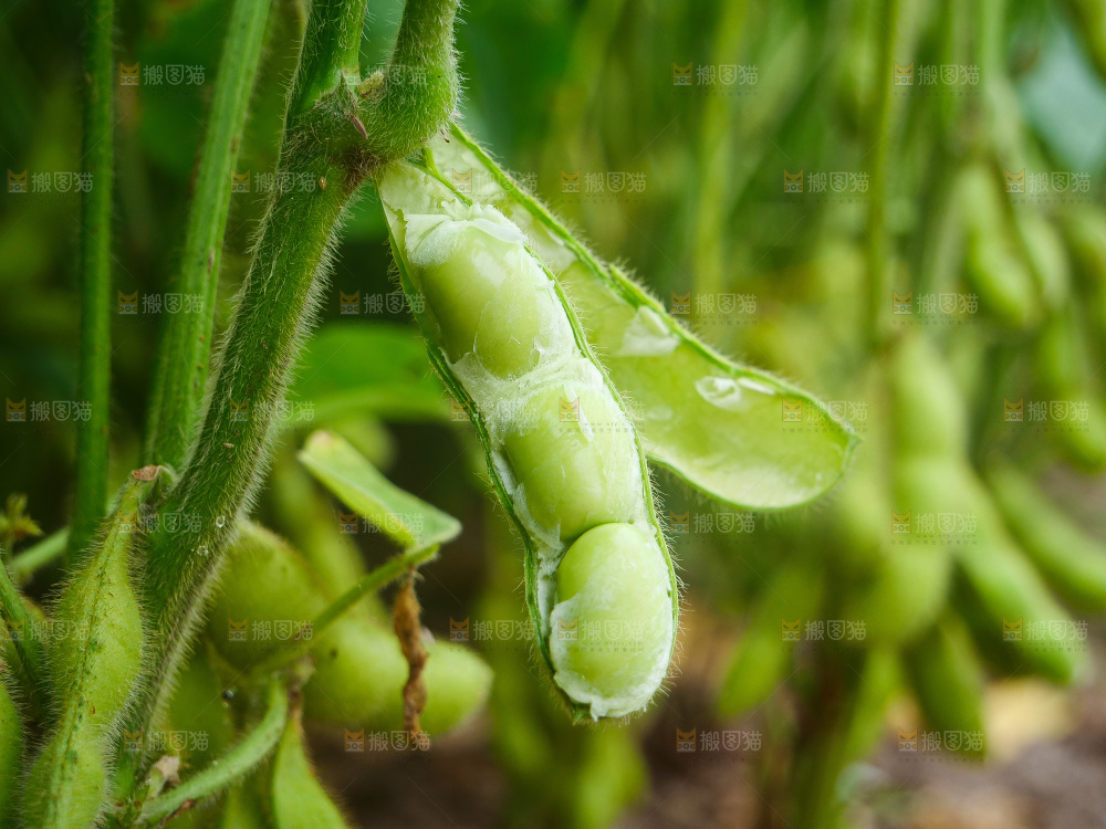 大片毛豆产地
