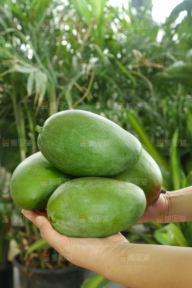 手里拿着凯特芒