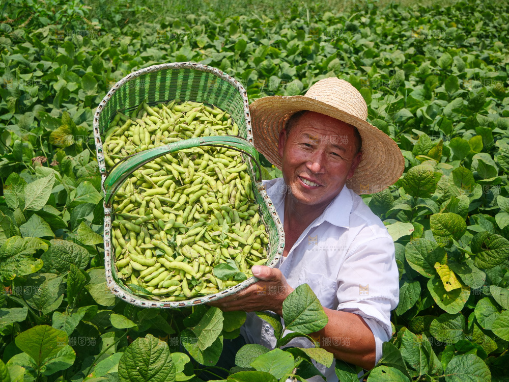 手里拿着现摘毛豆