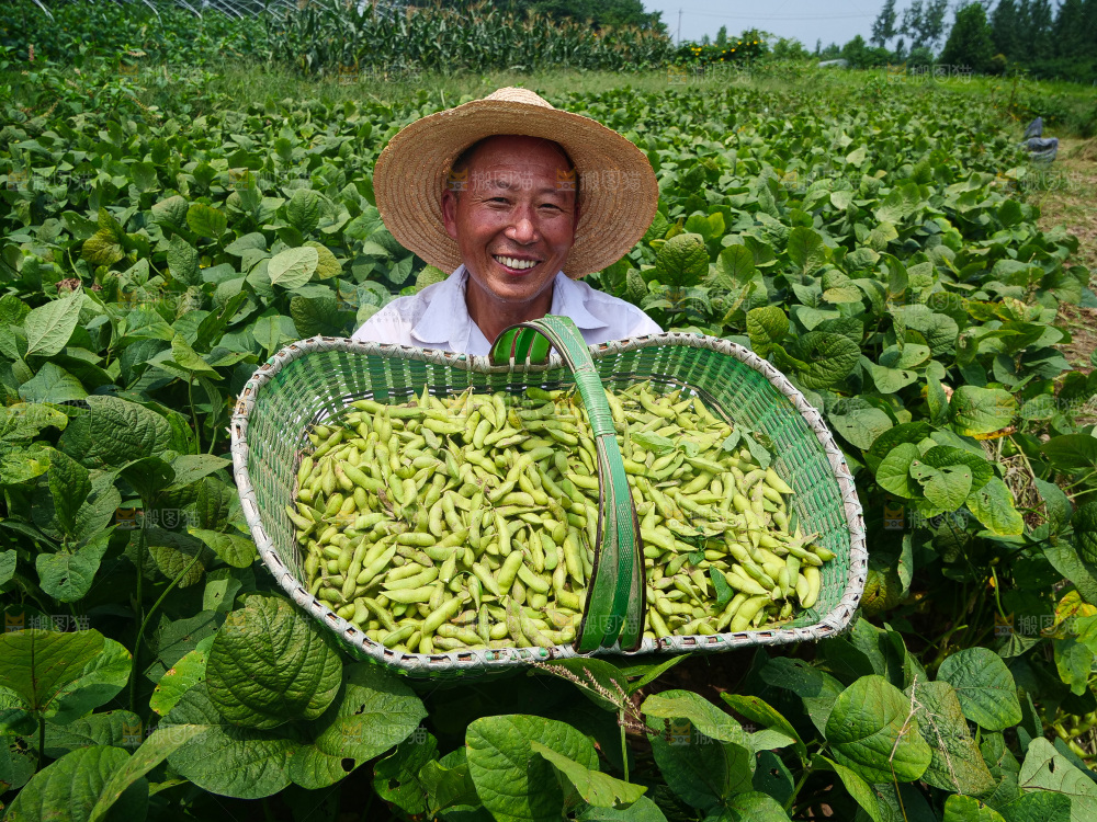 手里拿着现摘毛豆