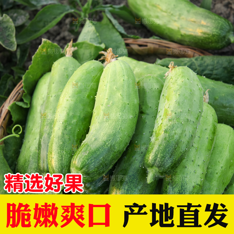 手里拿着刺黄瓜