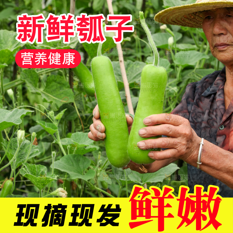 藤上的瓠子