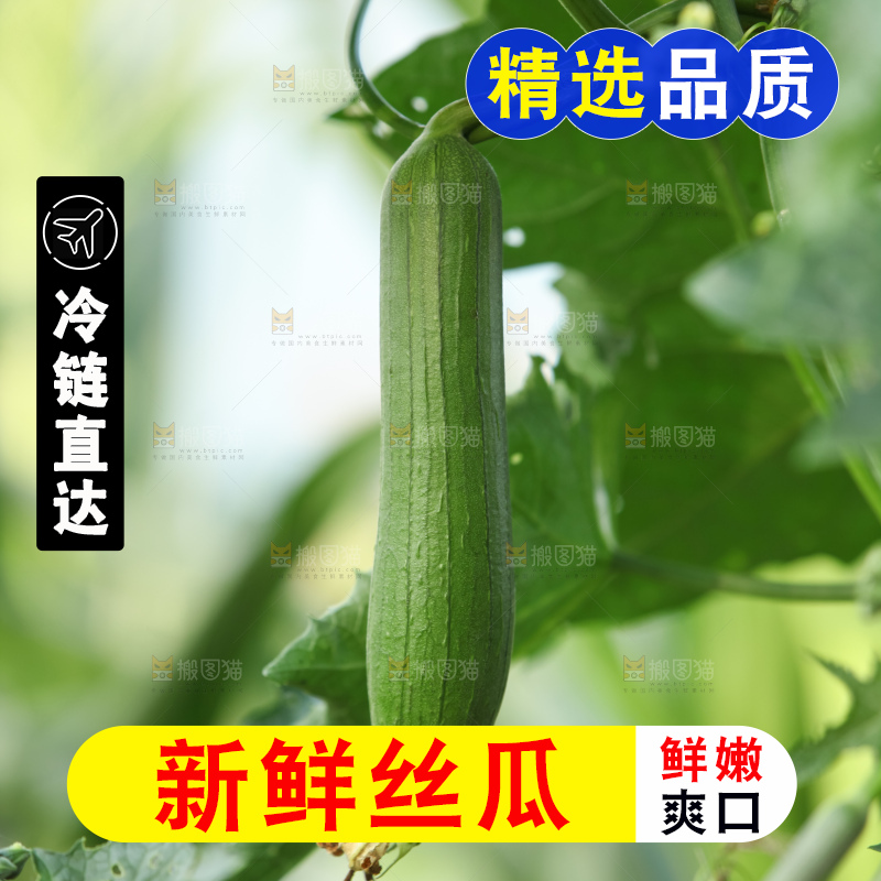丝瓜藤上的丝瓜