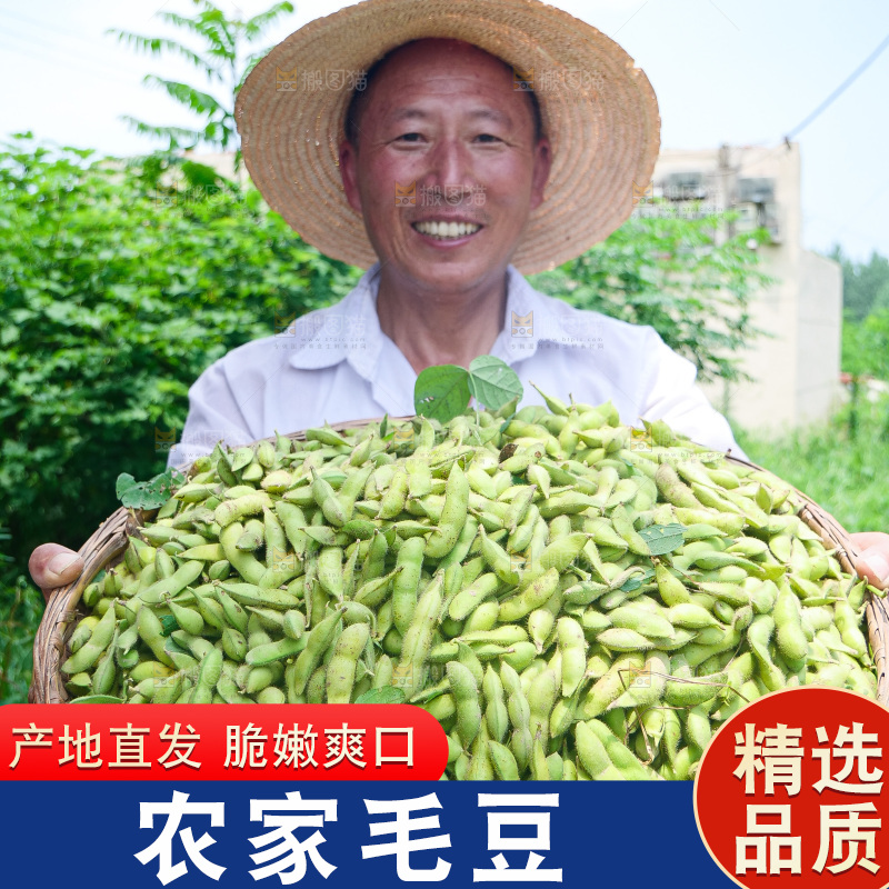 手里拿着现摘毛豆