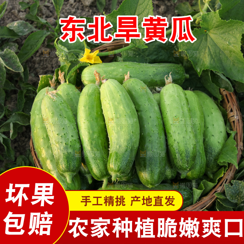 手里拿着刺黄瓜