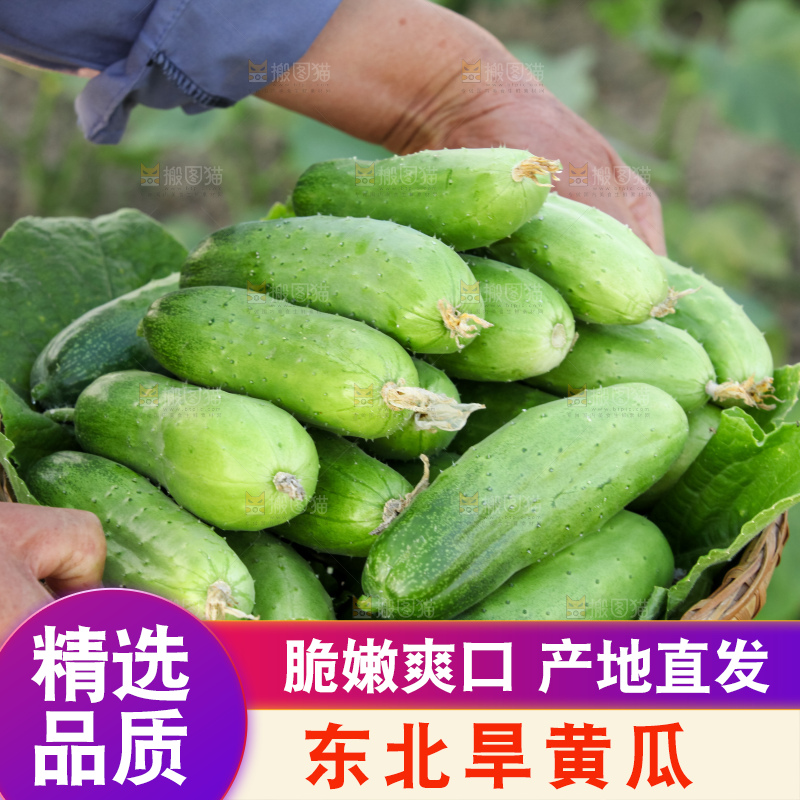 手里拿着刺黄瓜