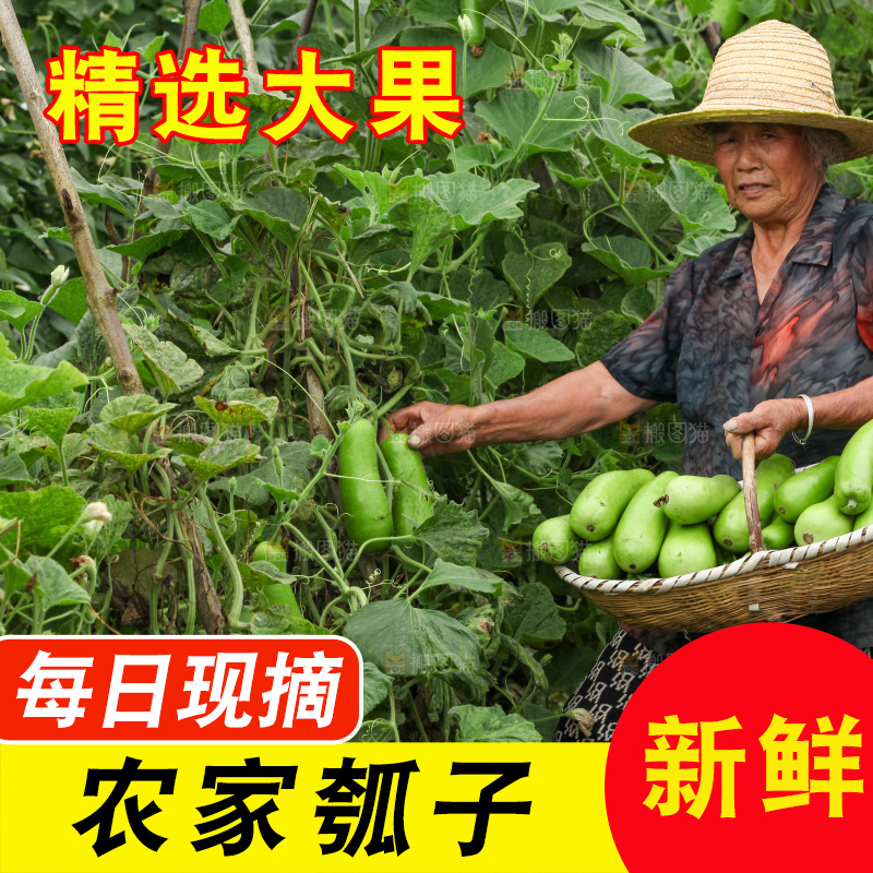 藤上的瓠子