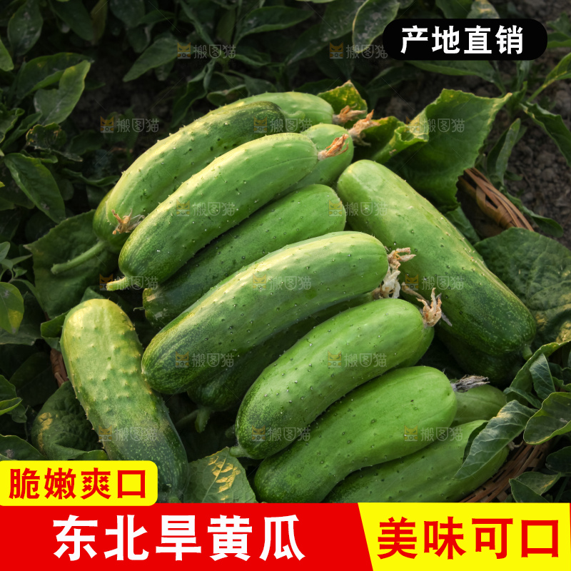 手里拿着刺黄瓜