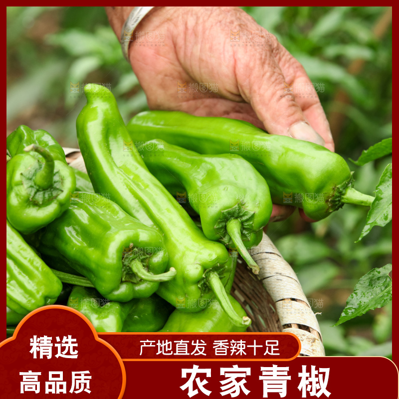 手里拿着新鲜辣椒