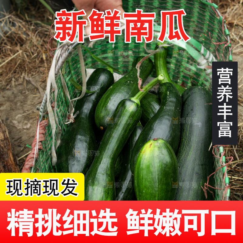 篮子里的现摘的南瓜