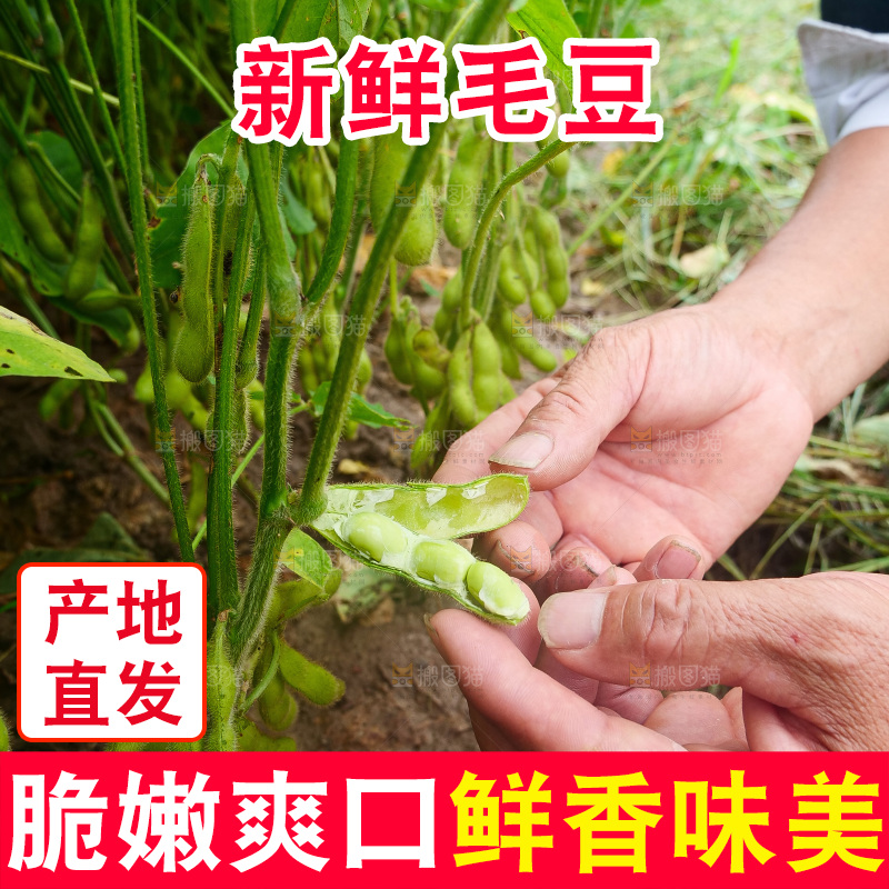手里拿着现摘毛豆