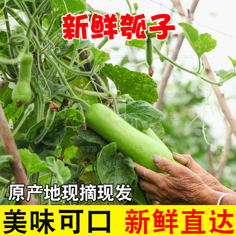 藤上的瓠子