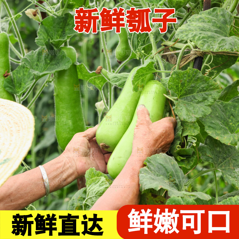 藤上的瓠子