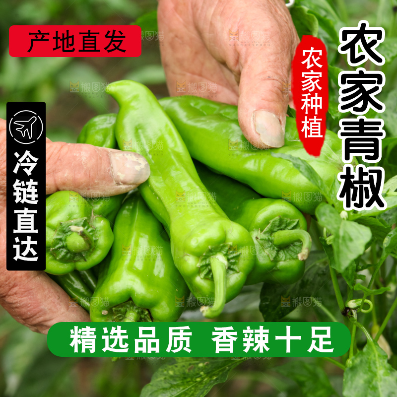 手里拿着新鲜辣椒
