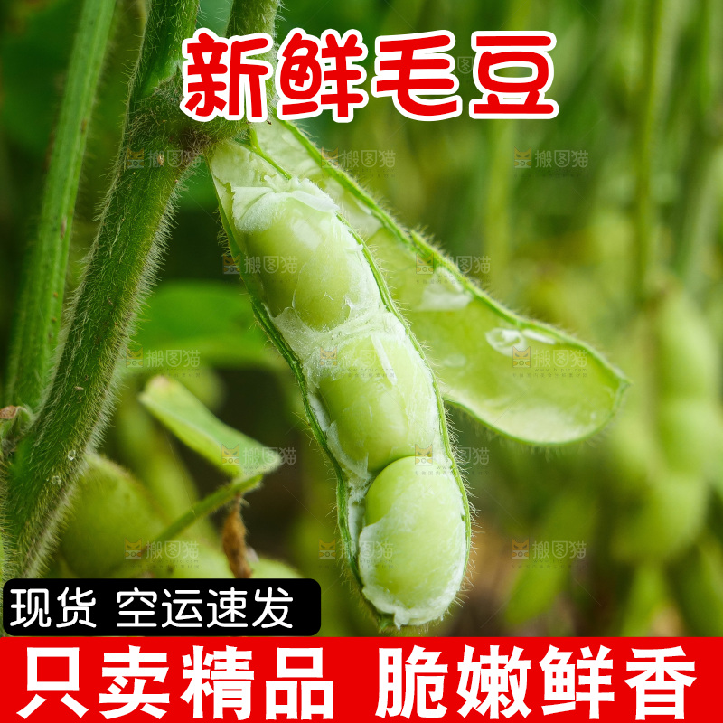 大片毛豆产地