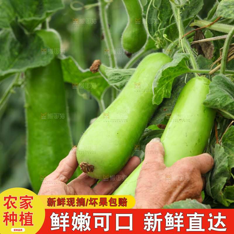 藤上的瓠子