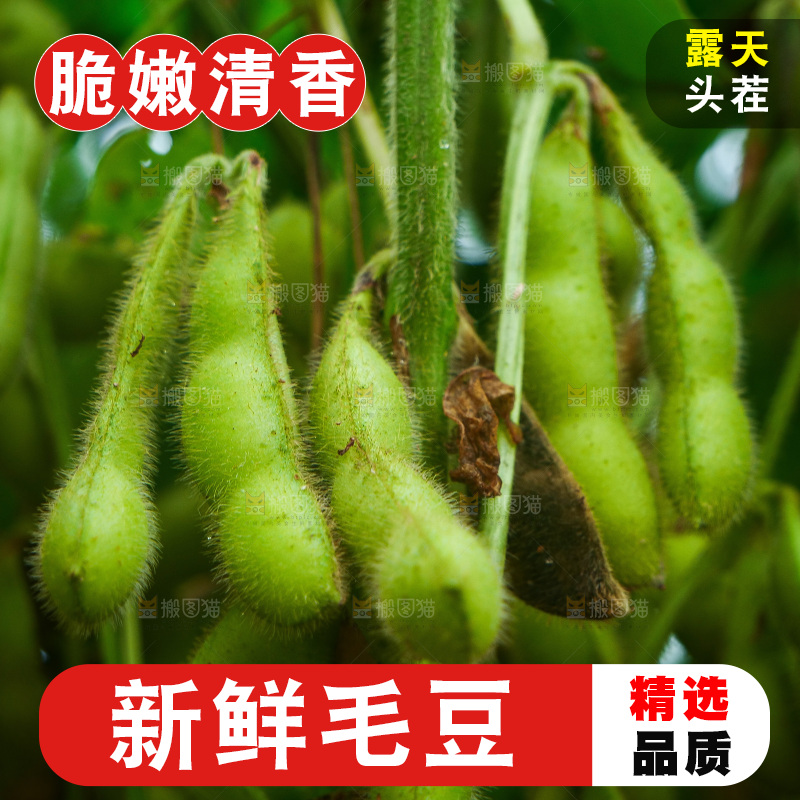 大片毛豆产地