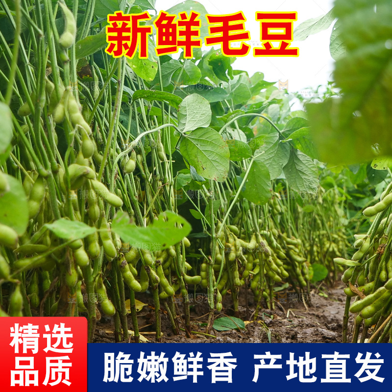 大片毛豆产地