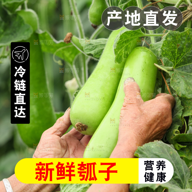 藤上的瓠子