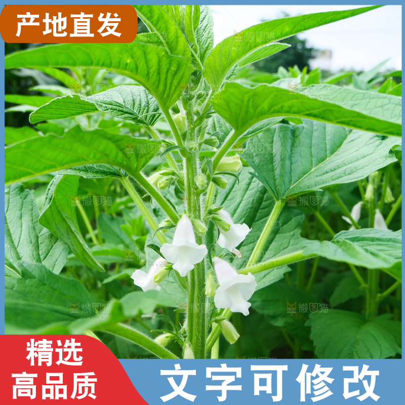 大片芝麻产地