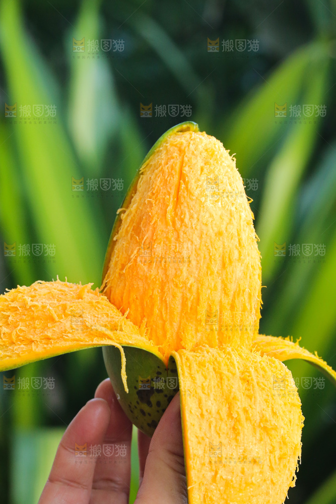 手里拿着椰香芒