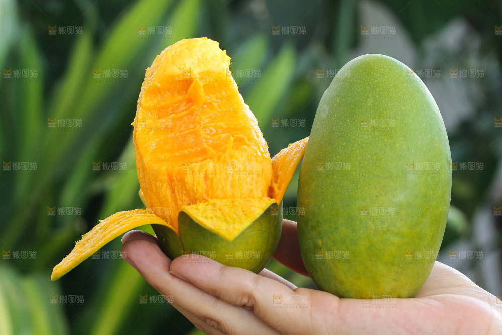 手里拿着椰香芒