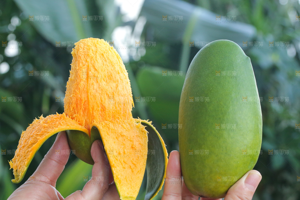 手里拿着椰香芒
