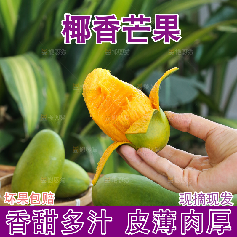手里拿着椰香芒