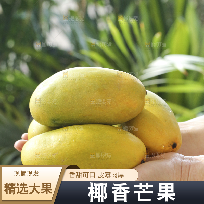 手里拿着椰香芒
