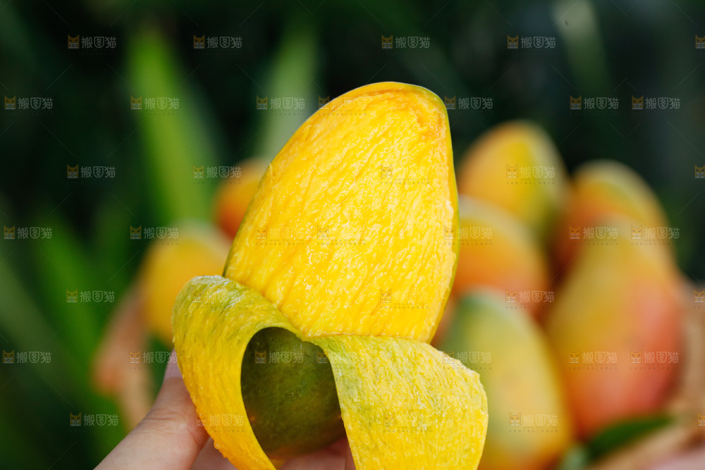 手里拿着贵妃芒