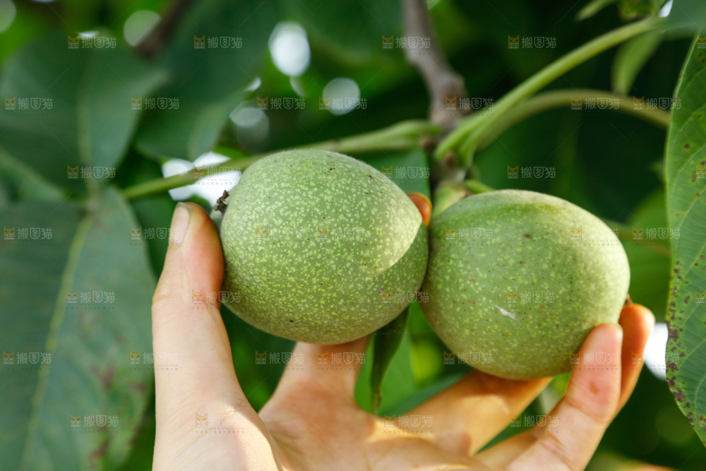 手里拿着青核桃