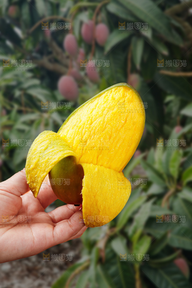 深底上的贵妃芒