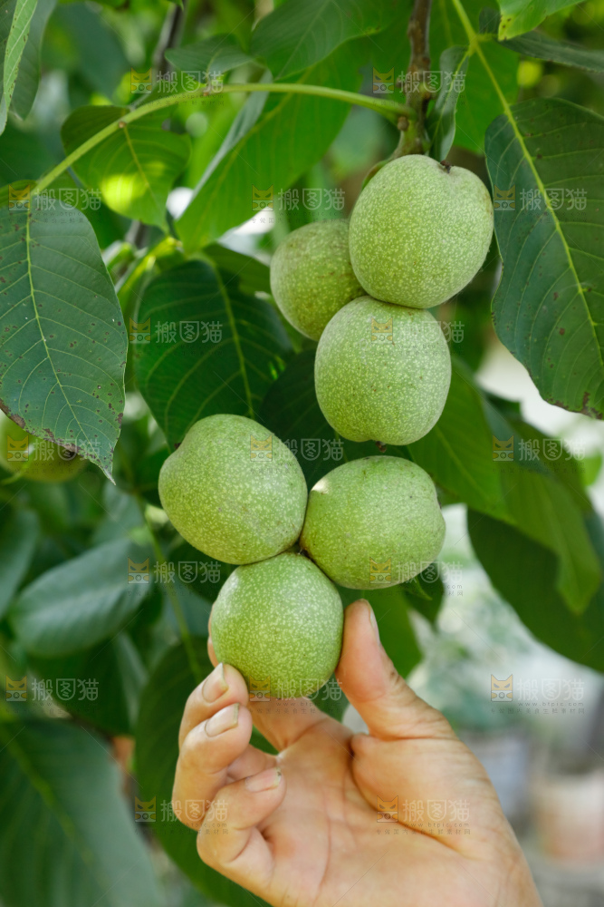 手里拿着青核桃